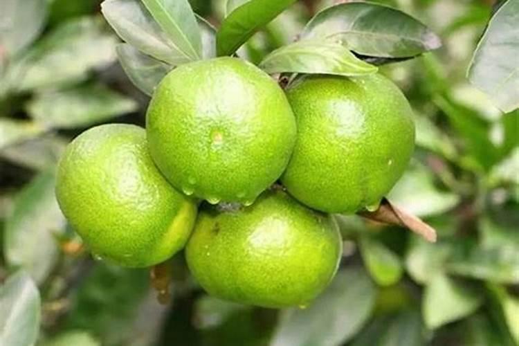 柑橘打乙蒜素可以加叶面肥吗？
