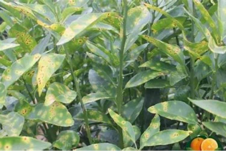 柑橘成熟期可以喷芸苔素吗？
