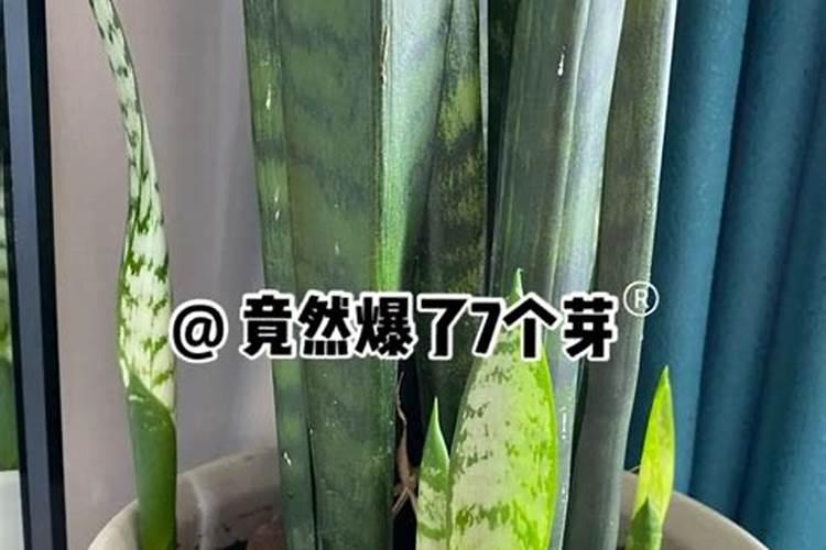 虎皮兰蔫了救治方法
