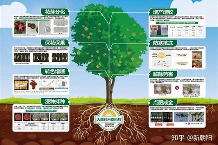 0.15%芸苔素具体作物上的应用