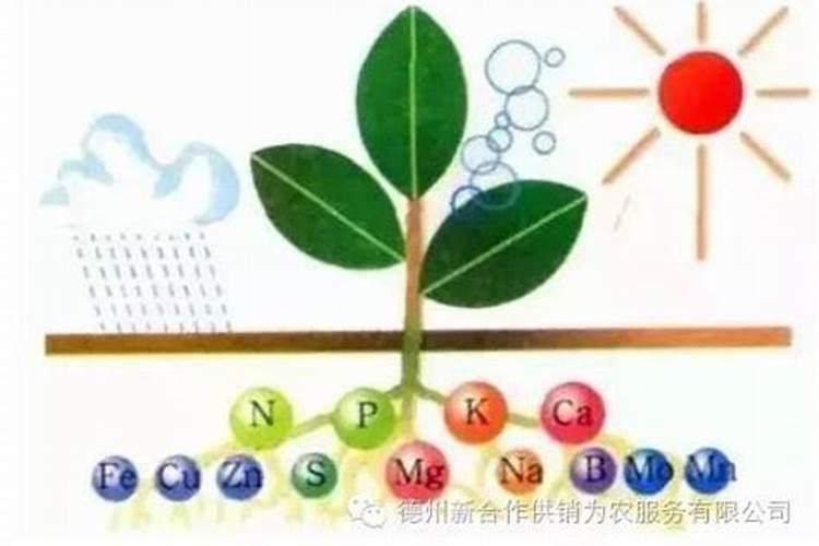 梨园偏施氮肥有什么缺点？