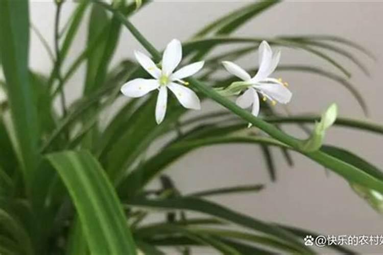 吊兰施什么肥 吊兰怎么施肥
