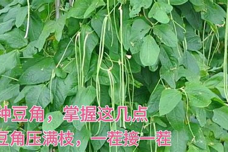 豆角还没上摘就头小尾尖子鼓起来
