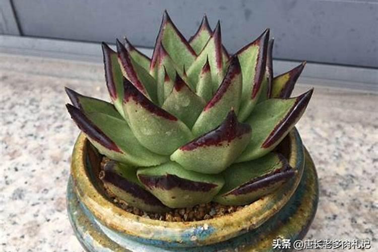 多肉植物用什么肥料复合肥可以吗