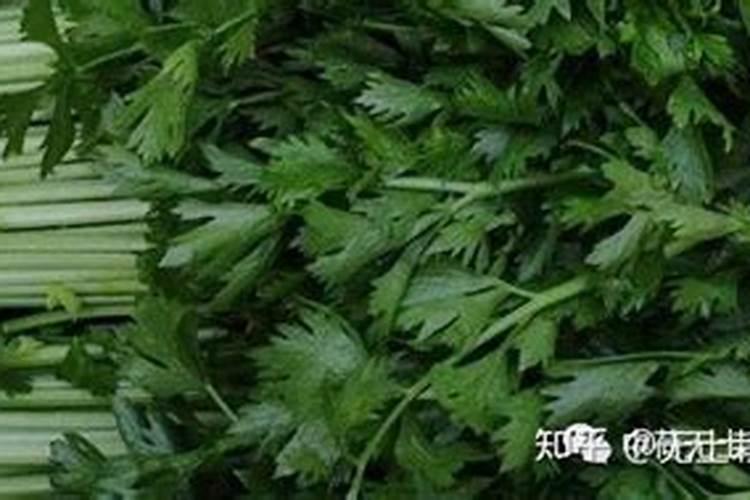 怎样种蓝莓苗木