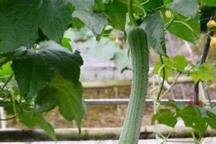 丝瓜肥最忌三种肥料