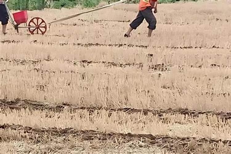 草莓地膜覆盖栽培技术