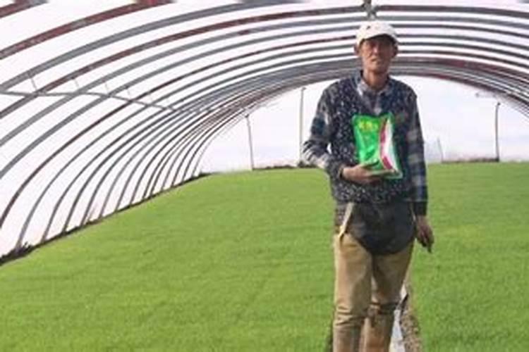 水稻苗床土壤多少氮磷钾合适？