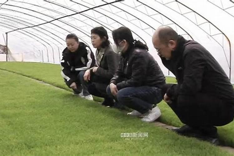旱育秧苗床培肥的技术要点是什么？