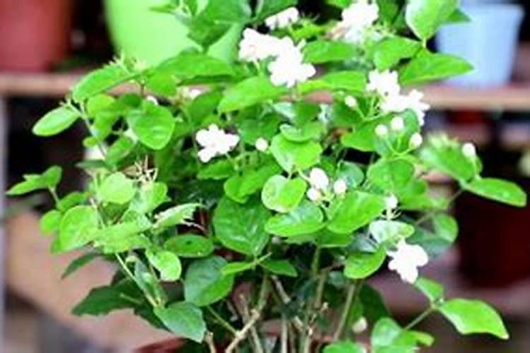 盆栽茉莉花施什么肥会比较好
