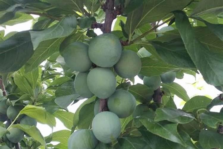 冬枣口感又甜又脆,花期管理技巧有哪些要点？