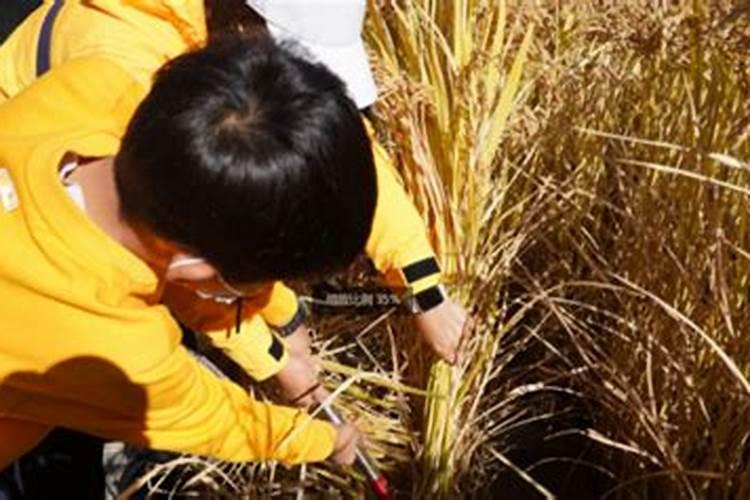 水稻虫情预报时间8月份