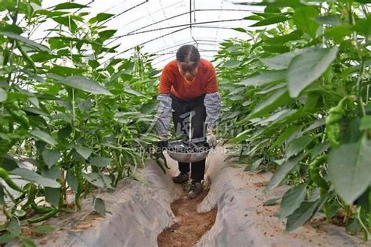 霜降之后适合种植菠菜吗 霜降后种菠菜的注意事项
