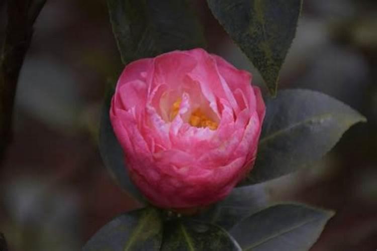 茶花长芽如何施肥