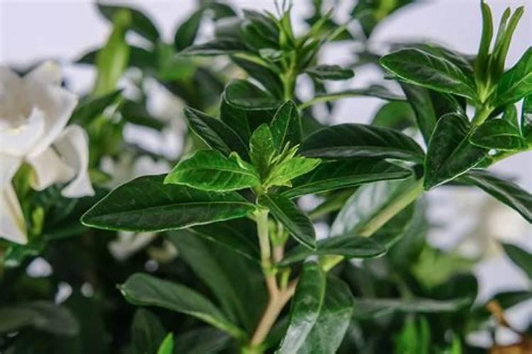 夏天怎样养小叶栀子花