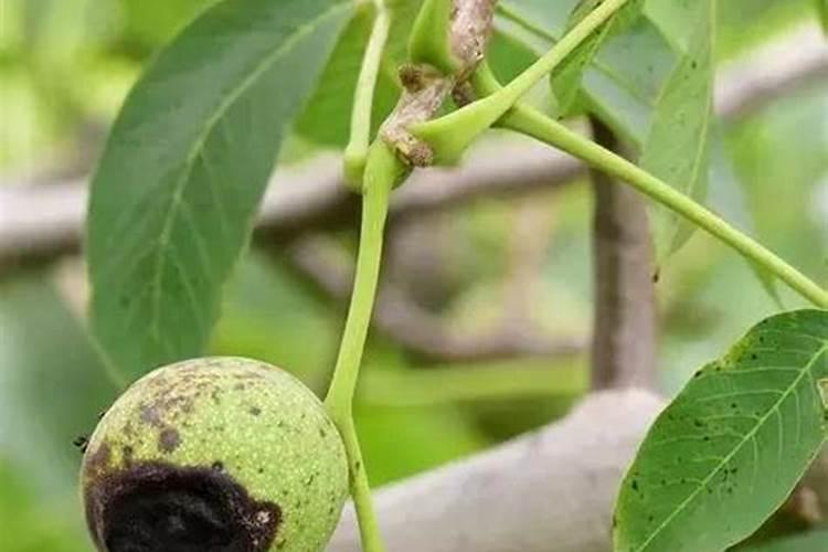 核桃树什么时候施钙肥最好