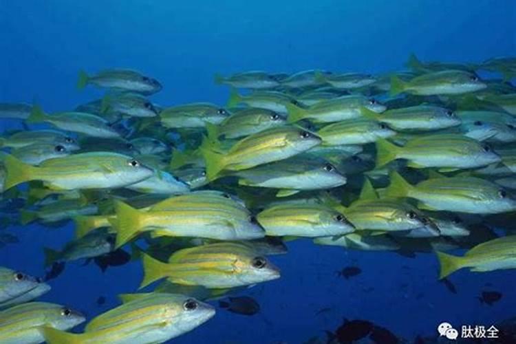 冬季大棚黄瓜的施肥要点