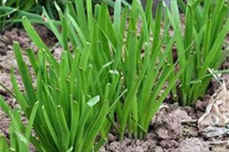 如何种植菊苣