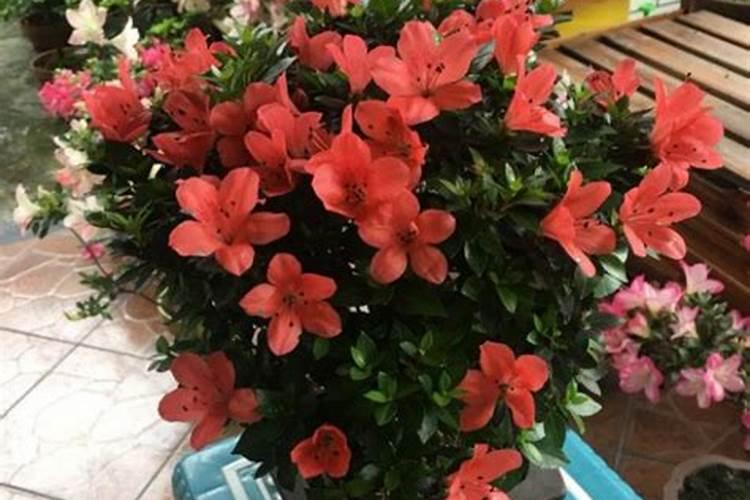 栽培杜鹃花的肥料主要有几种？