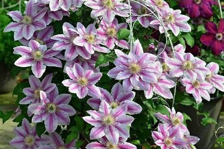 奥绿318s适合什么花