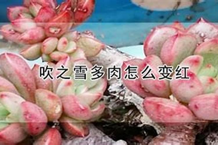 如何让多肉颜色变红