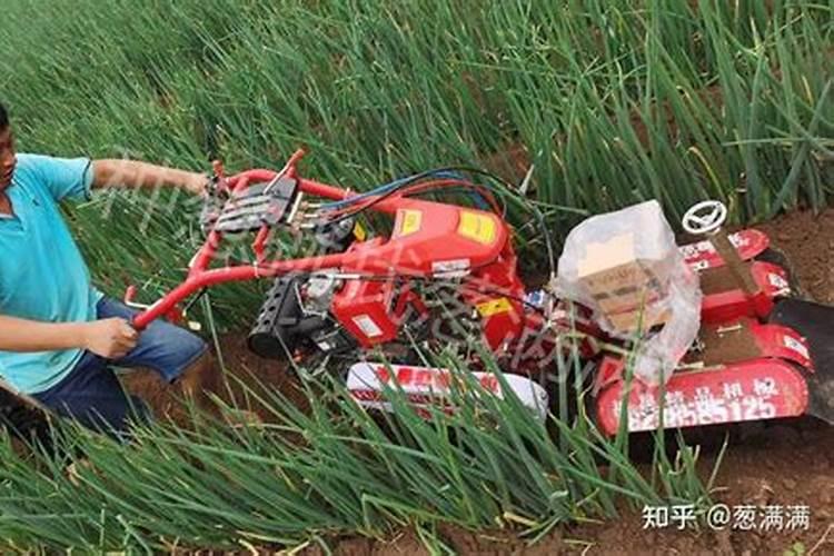 自己种的葱拿什么施肥 施什么肥长的又快又好