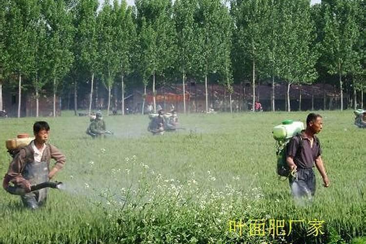 小麦用叶面肥好处哪些