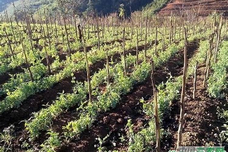 豌豆种植如何实现高产
