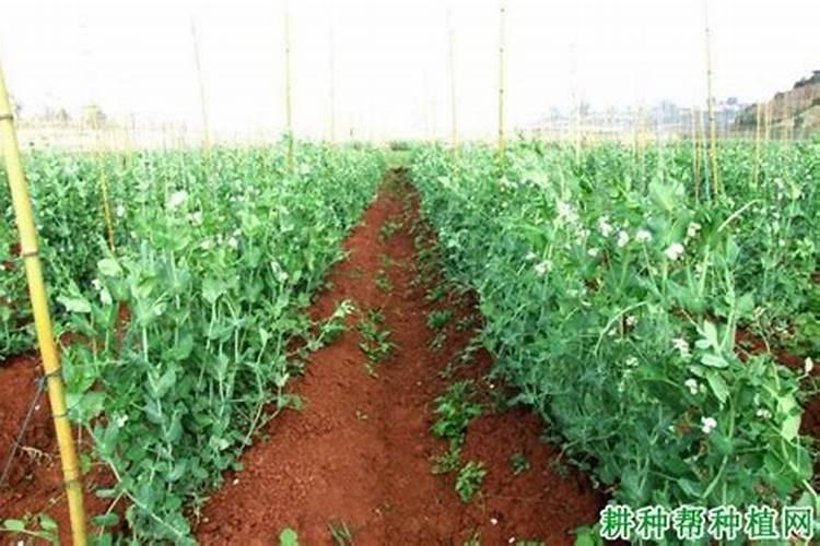 请问豌豆应该怎么追肥比较好？