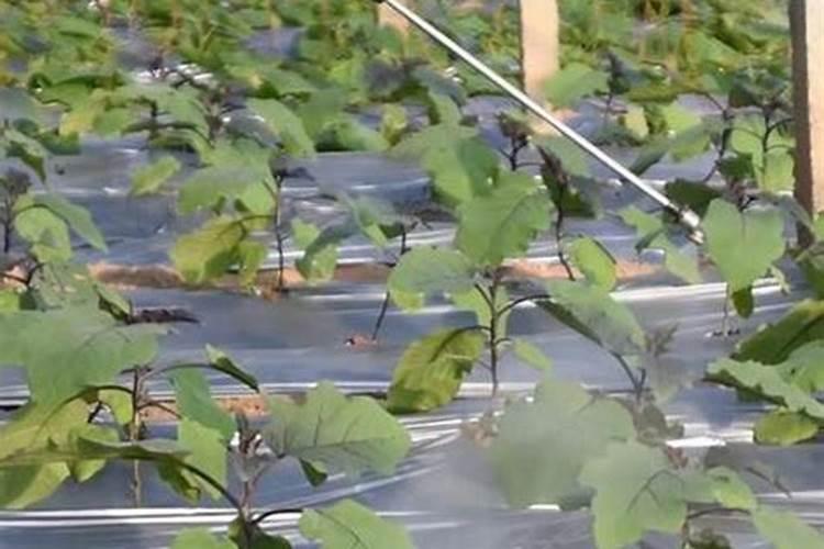 种植橡胶需要注意那几点？