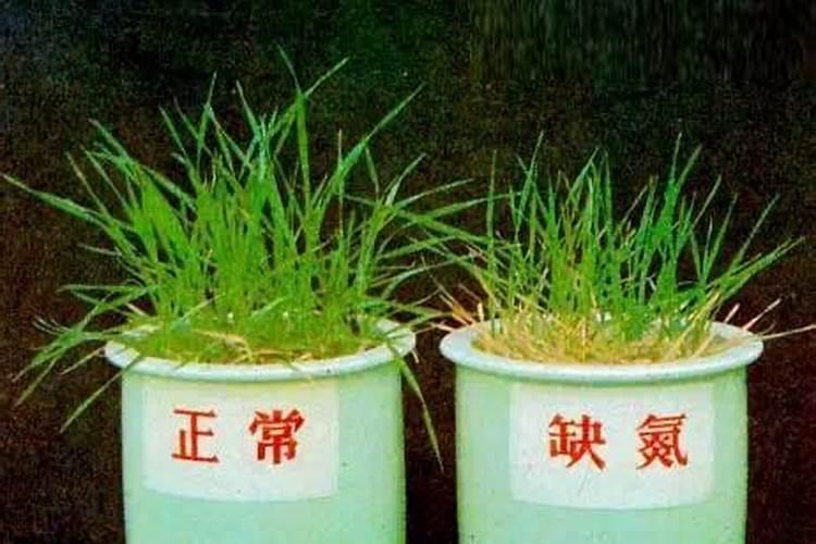 氮肥料用于哪些植物