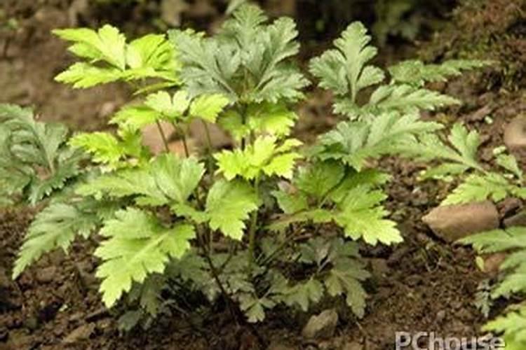 我国珍稀植物及它的主要生活地区