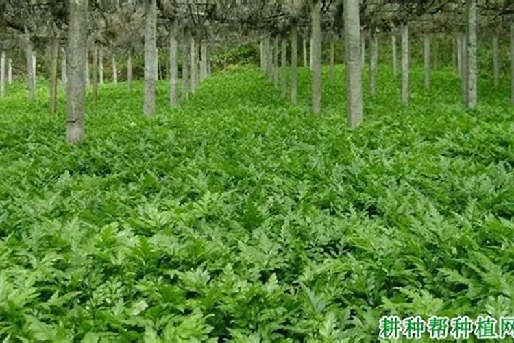 黄莲的植物是怎么样的发图片来看看？