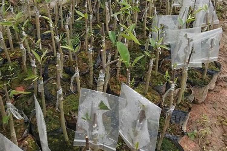 奇楠沉香树苗怎样种植？奇楠苗种植方法