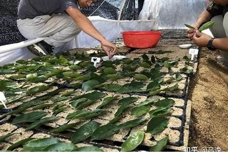 奇楠沉香在什么样的地方可以种？