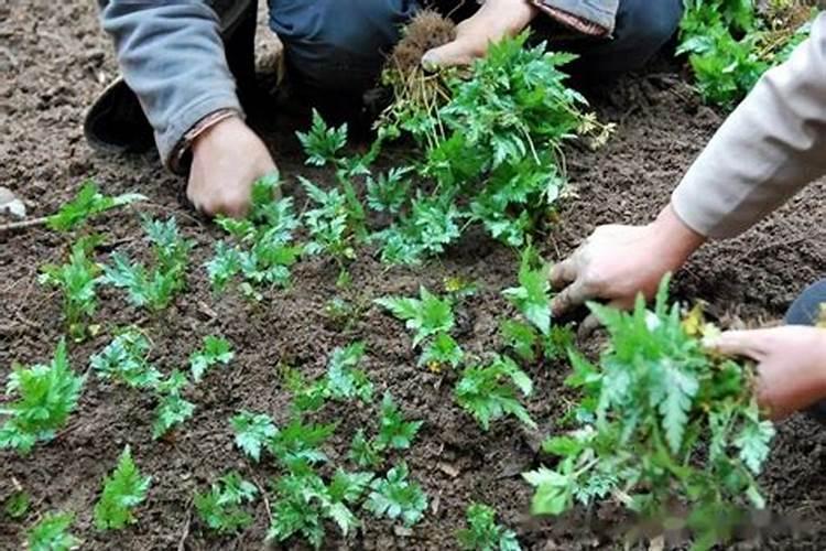 黄连花苗什么时候种植最好？