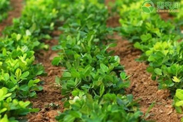 春播花生高产种植管理要点分析