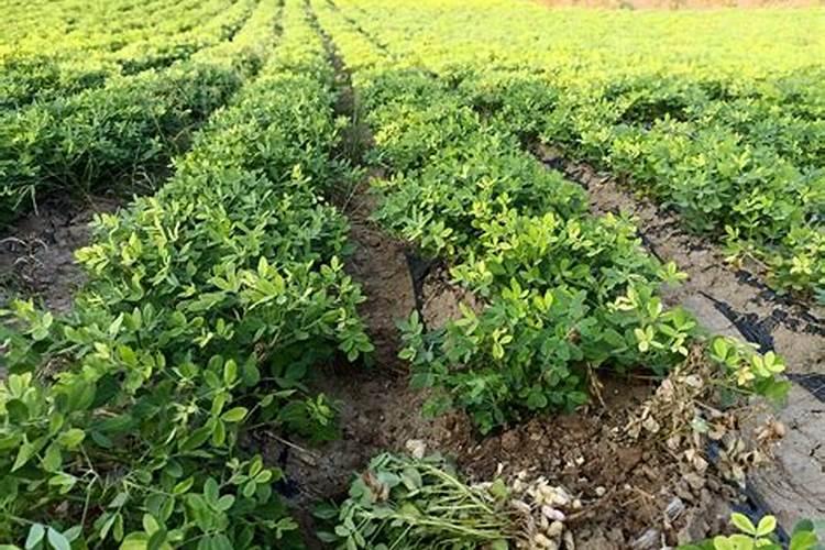 春播花生怎样种才高产呢？