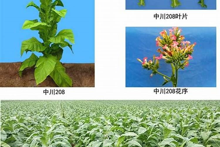 香菜可以用磷酸二氢钾吗