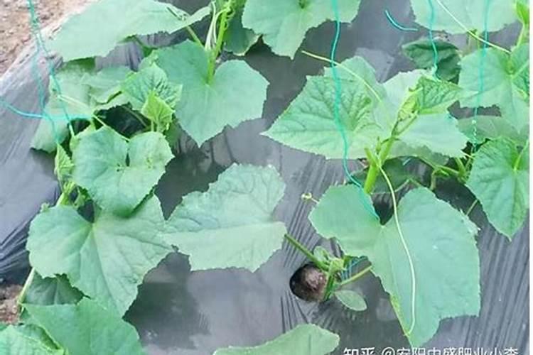 黄瓜坐果期施什么肥料