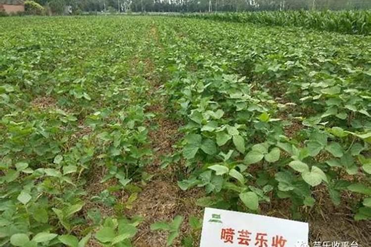 芸乐收叶面肥怎么样？可以茶叶喷洒吗？