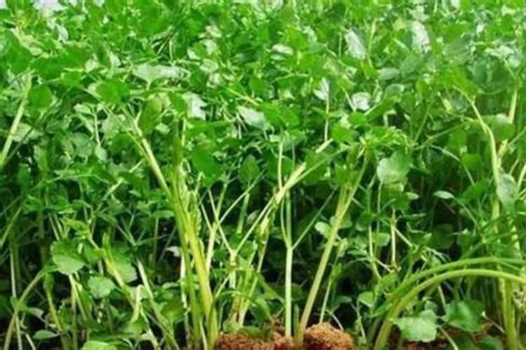 生物肥、化肥、有机肥的优缺点是什么,混合使用注意什么？