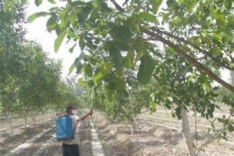 叶面肥和杀菌剂能混用吗 叶面肥和杀菌剂使用注意事项