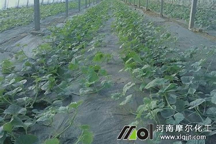请问教授们,防治病毒病在甜瓜上用什么药最好？