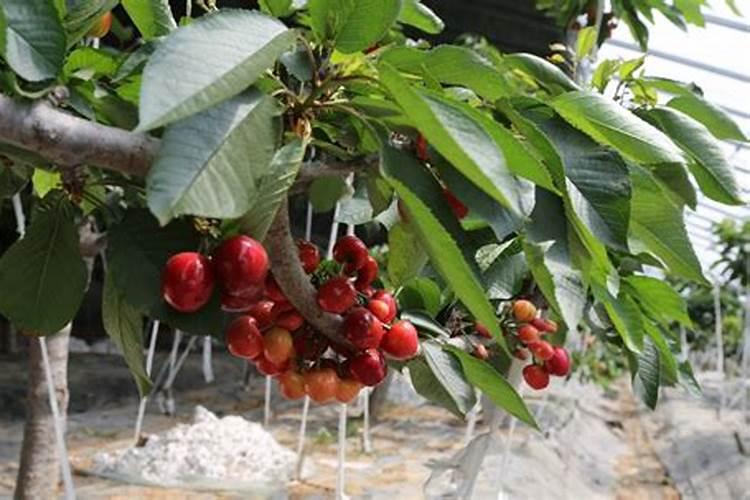 骨粉养花的正确用法