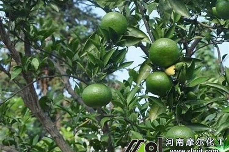 灭青苔用的357农药能和杀虫杀菌剂再加叶面肥一起混用吗？