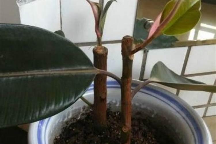 橡皮树施什么肥 需要注意什么问题