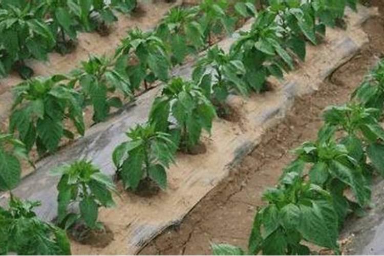 辣椒开花结果期用什么肥料