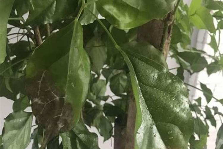 夏黑葡萄种植技术,选择适合当地种植的品种是关键