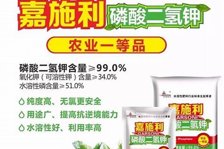 黑骨茶树换了盆,能施喷磷酸二氢钾吗